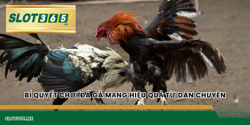 Bí quyết chơi đá gà mạng hiệu quả từ dân chuyên