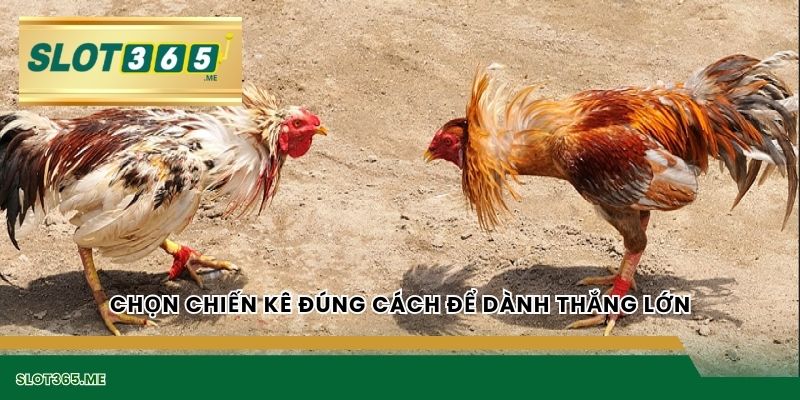 Chọn chiến kê đúng cách để dành thắng lớn