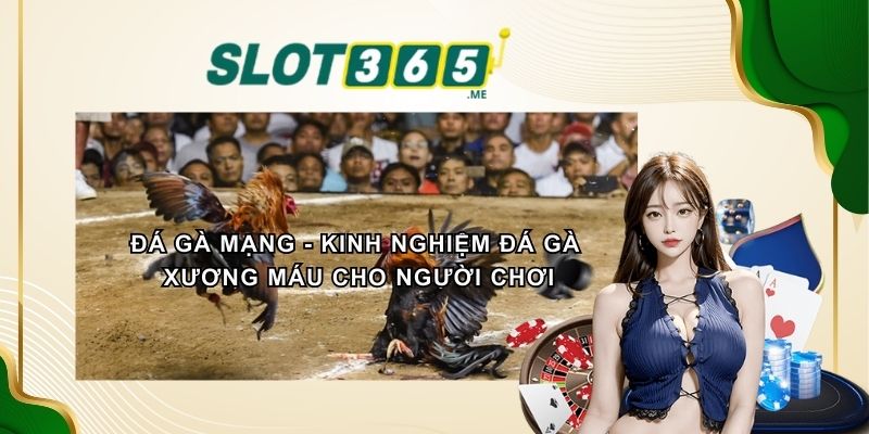 Đá Gà Mạng - Kinh Nghiệm Đá Gà Xương Máu Cho Người Chơi