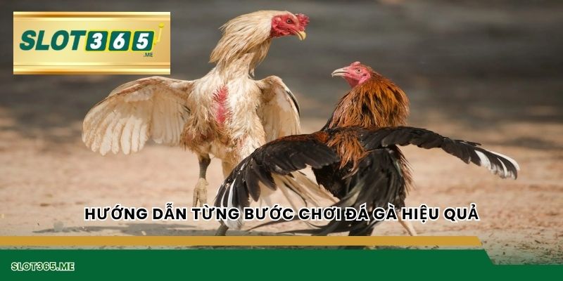 Hướng dẫn từng bước chơi ĐÁ GÀ hiệu quả