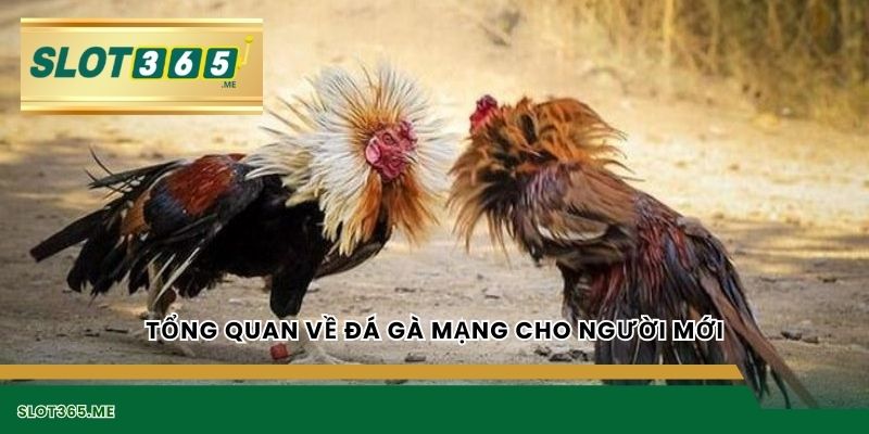 Tổng quan về đá gà mạng cho người mới